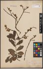 Foto von Salix cinerea L.